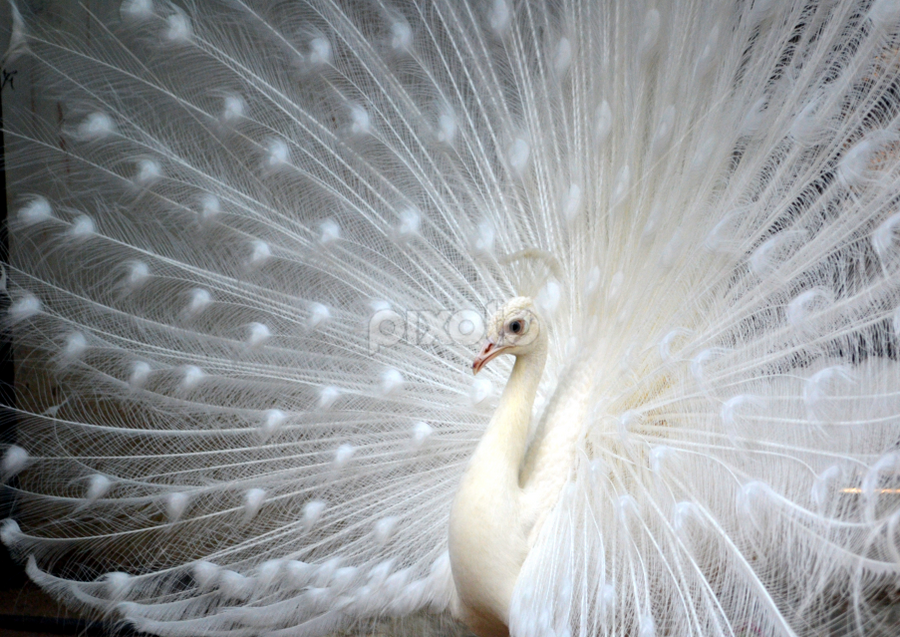 white peacock bird