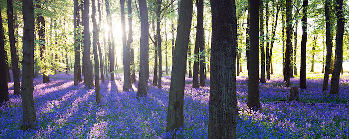 Purple bluebell woods 2560х1440 marquee promo image