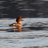 Common Goldeneye ♀