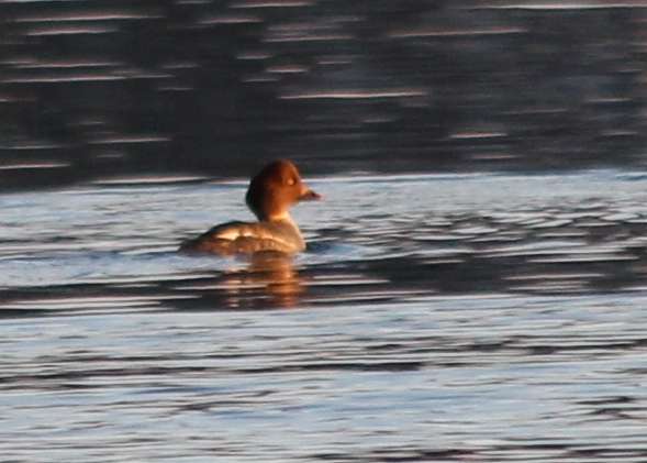 Common Goldeneye ♀