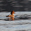 Common Goldeneye ♀