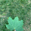 Sugar Maple