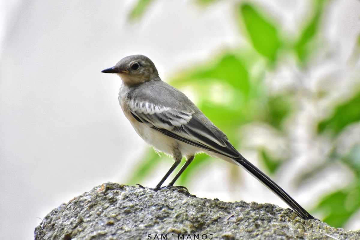 White WagTail / सेतो टिकटिके