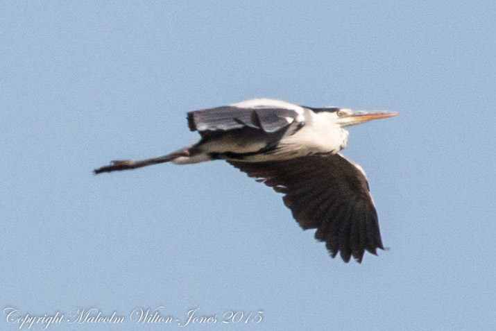 Grey Heron; Garza Real