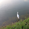 Snowy egret