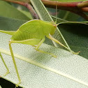 Katydid(nymph)