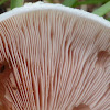 The Meadow Mushroom