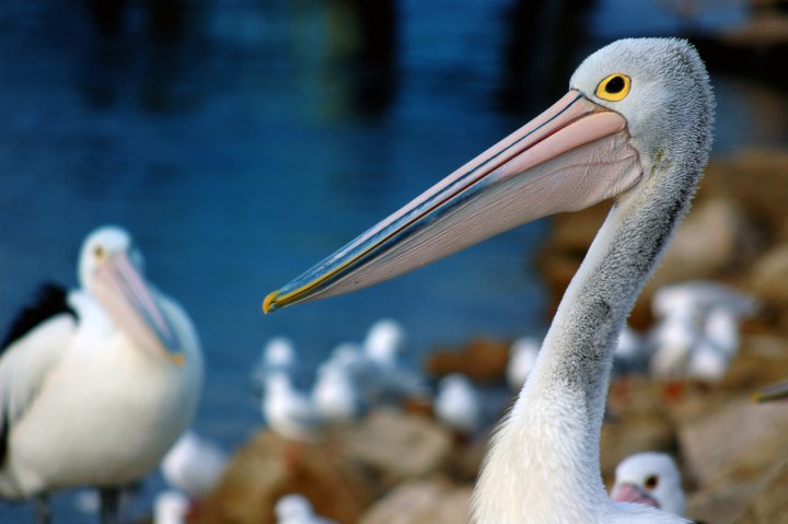 Pelliy Pellican di onelorca