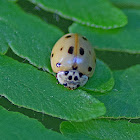 Ten-spotted Lady Beetle