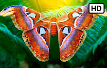 Moths HD Wallpapers New Tab Theme small promo image