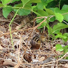 Eastern chipmunk