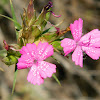 Pink dianthus