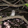 Southern Boobook Owl