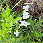 Vetchlings