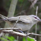 Red-eyed vireo