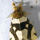 Patrana Tussock Male