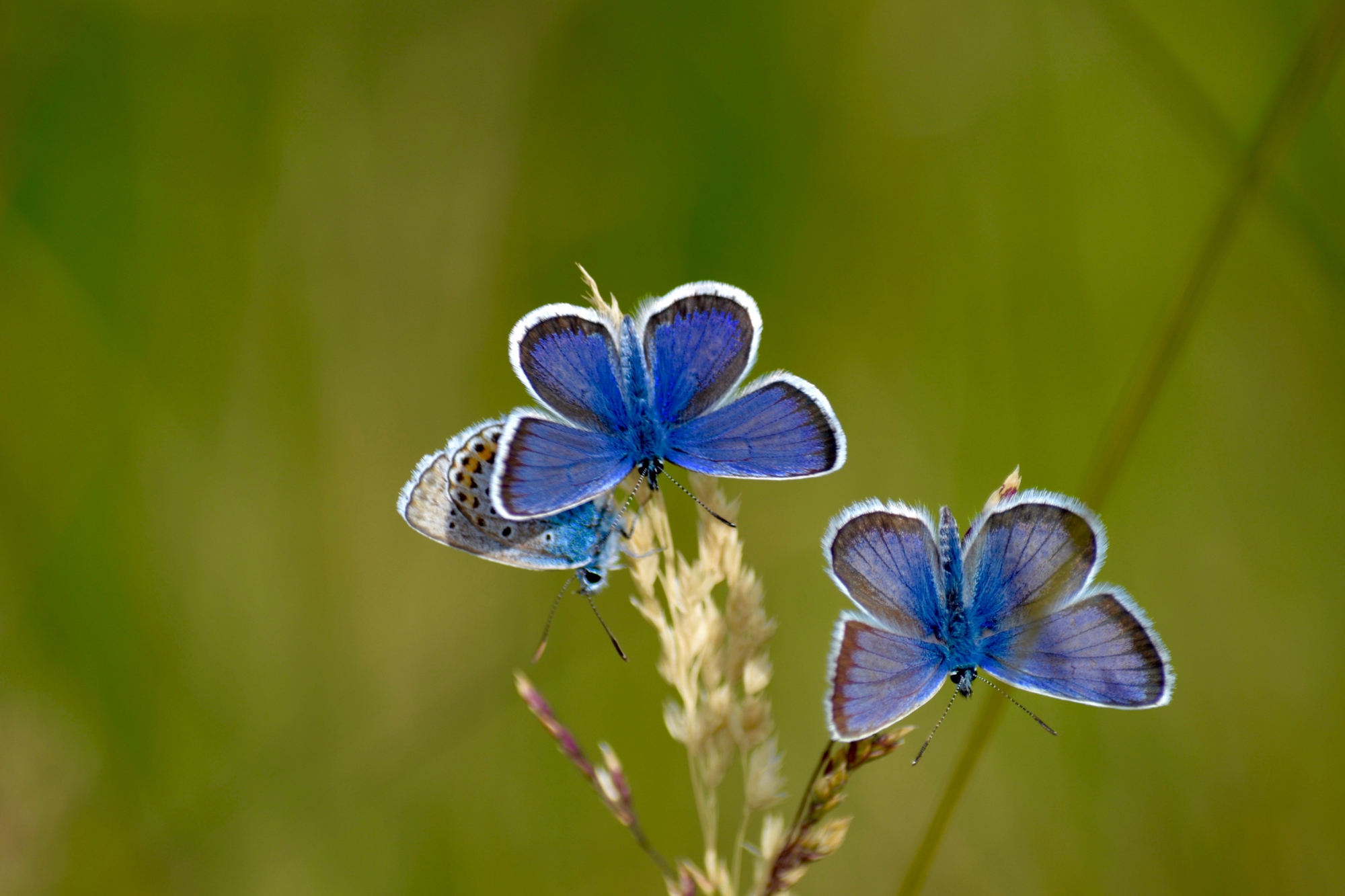 Blu Butterflies di giuseppedangelo