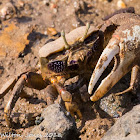 West African Fiddler Crab