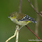 Forty-spotted Pardalote