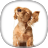 Cocker Spaniel Wallpapers mobile app icon