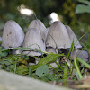 Fairy inkcap