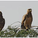 Tawny Eagle