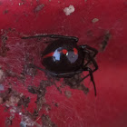 southern black widow