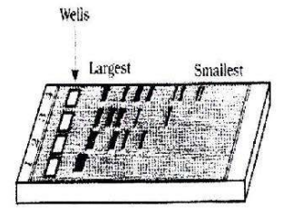 Agarose Gel Electrophoresis