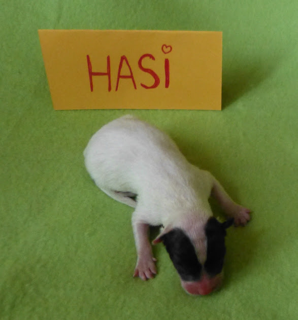 Hasi