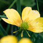 Creeping Buttercup