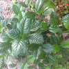 Green Plant