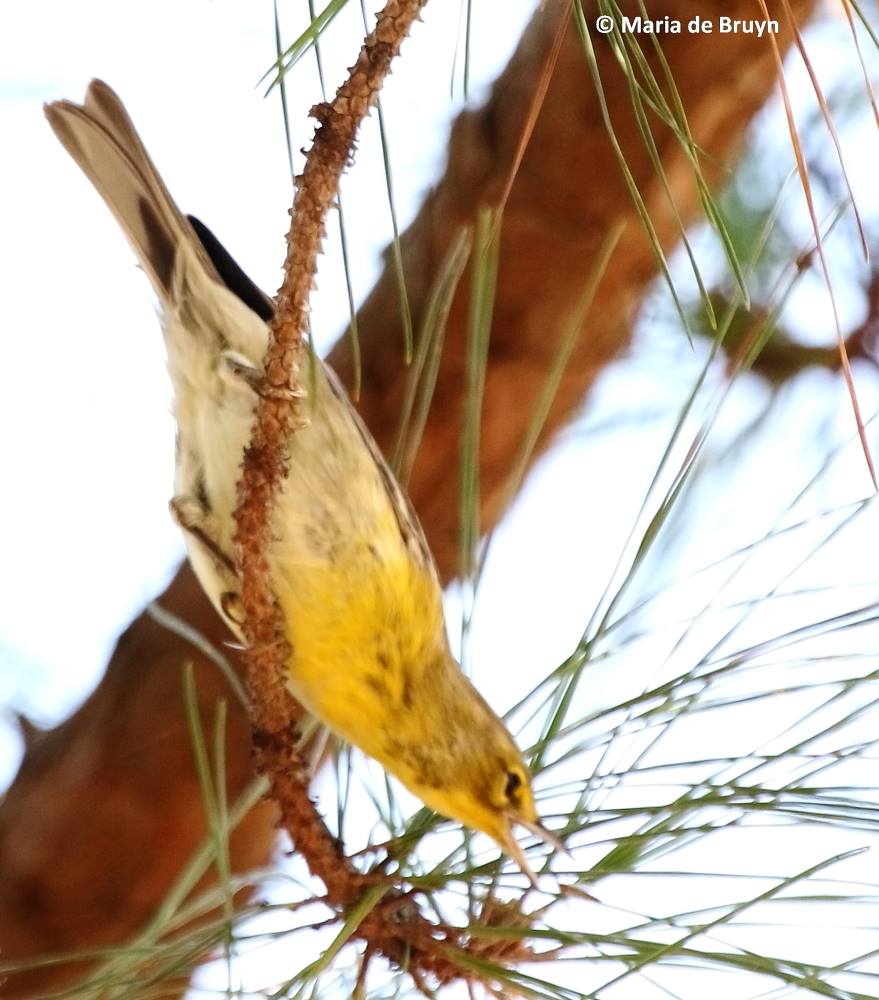 Pine warbler