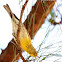 Pine warbler