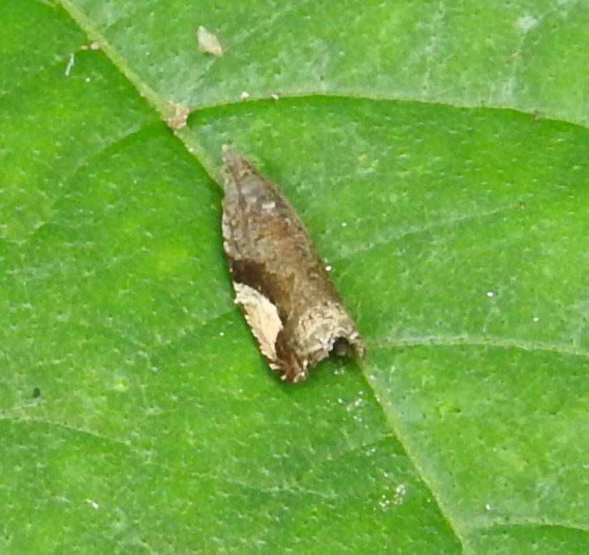 Litchi leaf roller moth