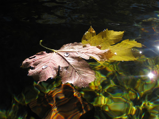 leggere nell'acqua di Elisabetta Castellano