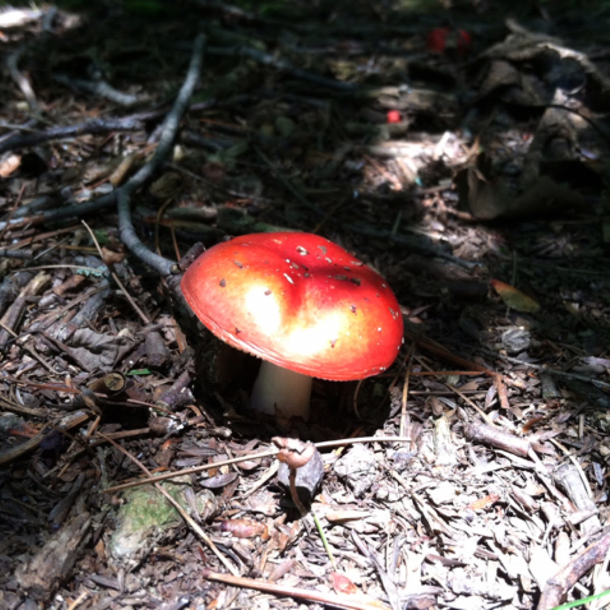 Russula