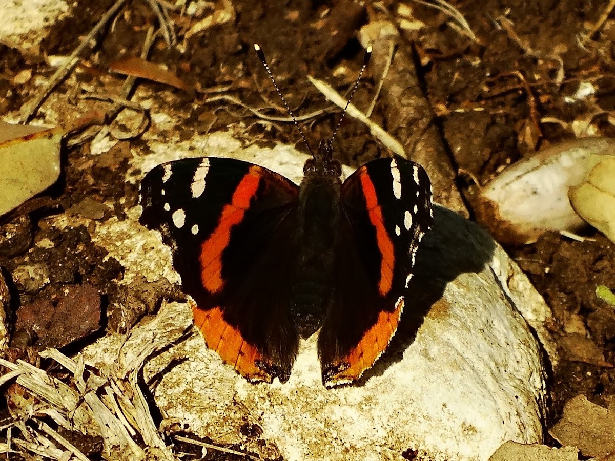 Red Admiral