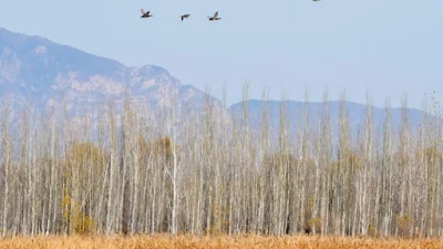 Peking beleži rast broja vrsta kopnenih divljih životinja