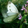 Green-veined white