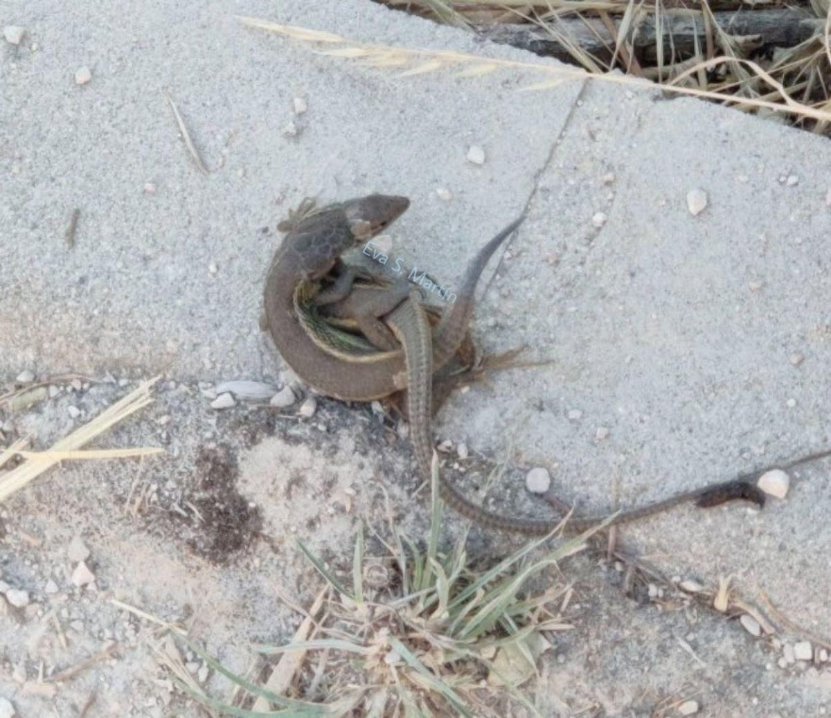 Lagartija colilarga / Algerian sand racer