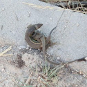 Lagartija colilarga / Algerian sand racer