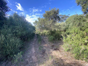 terrain à Figari (2A)