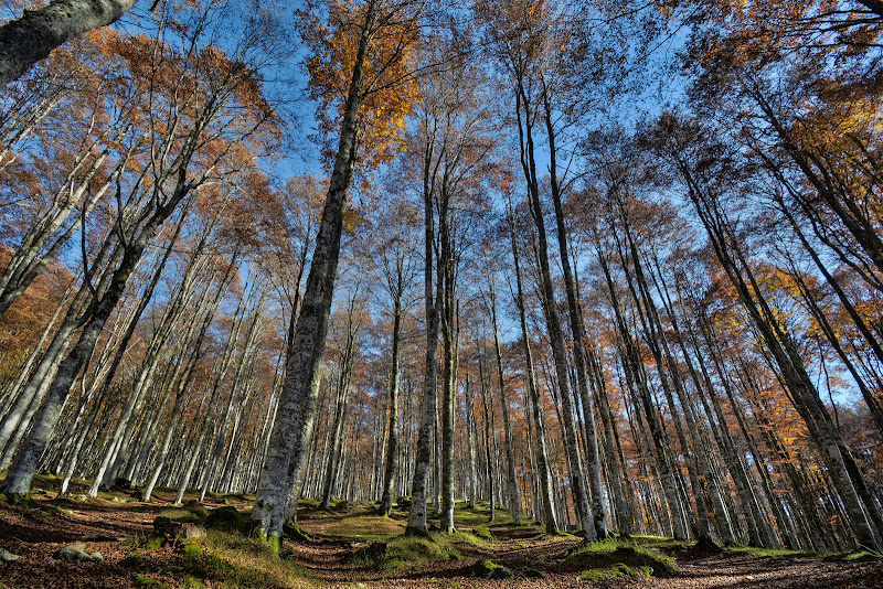 Geometria naturale di daniele_furlan