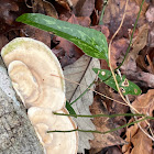 Bracket Fungi