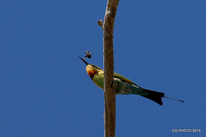 Rainbow Bee-eater