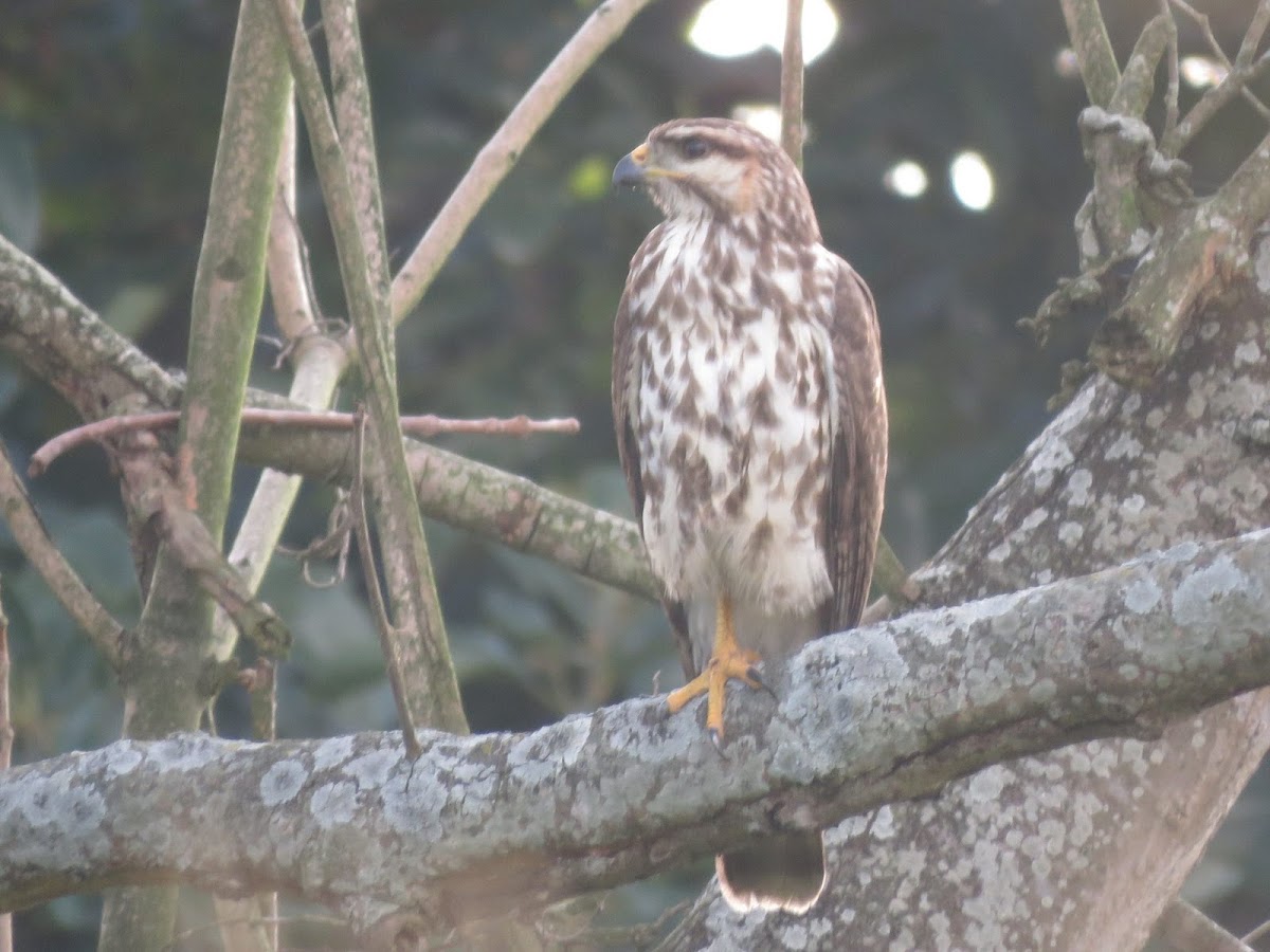 Grey hawk (juvenile)