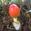 Jackson's Slender Amanita