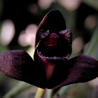 Schunke's Maxillaria