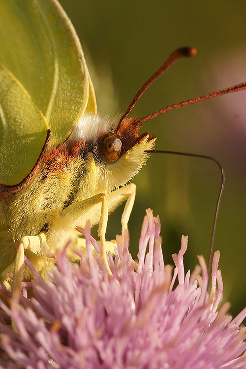 Brimstone