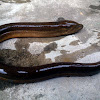 Asian Swamp Eel